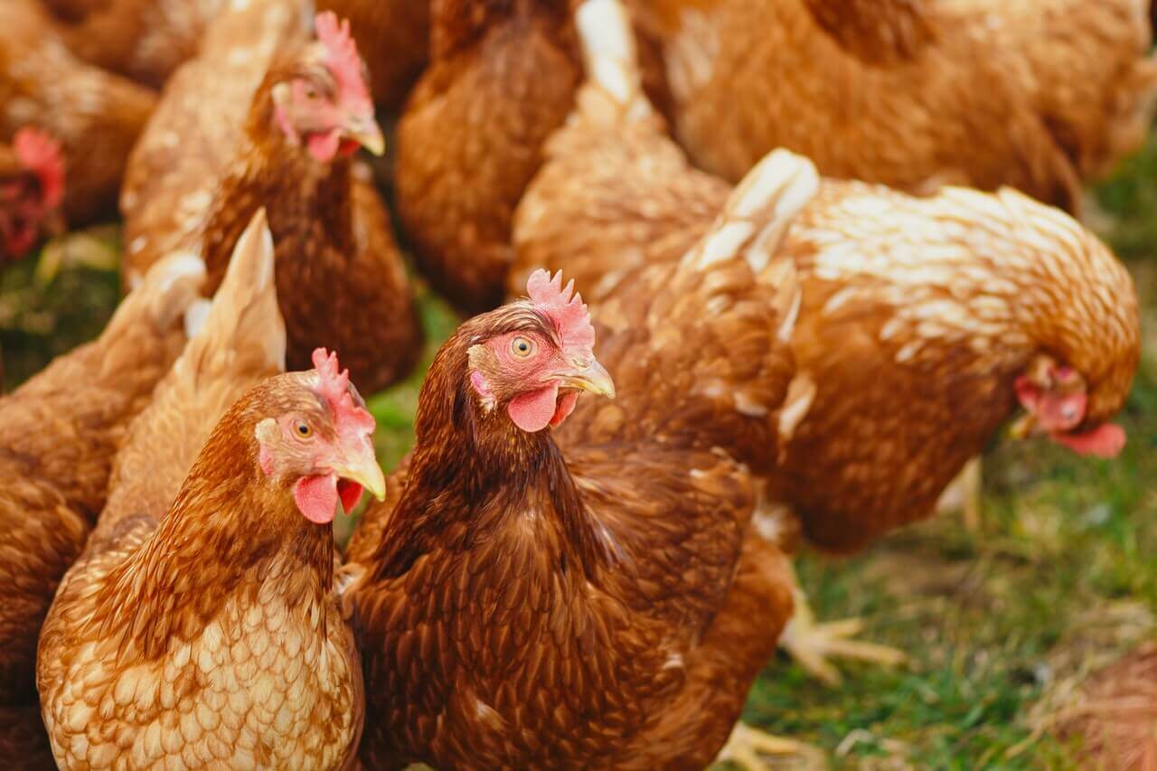 Free Range Agents: Preparing for the Contact Centre of the Future with a Remote Workforce